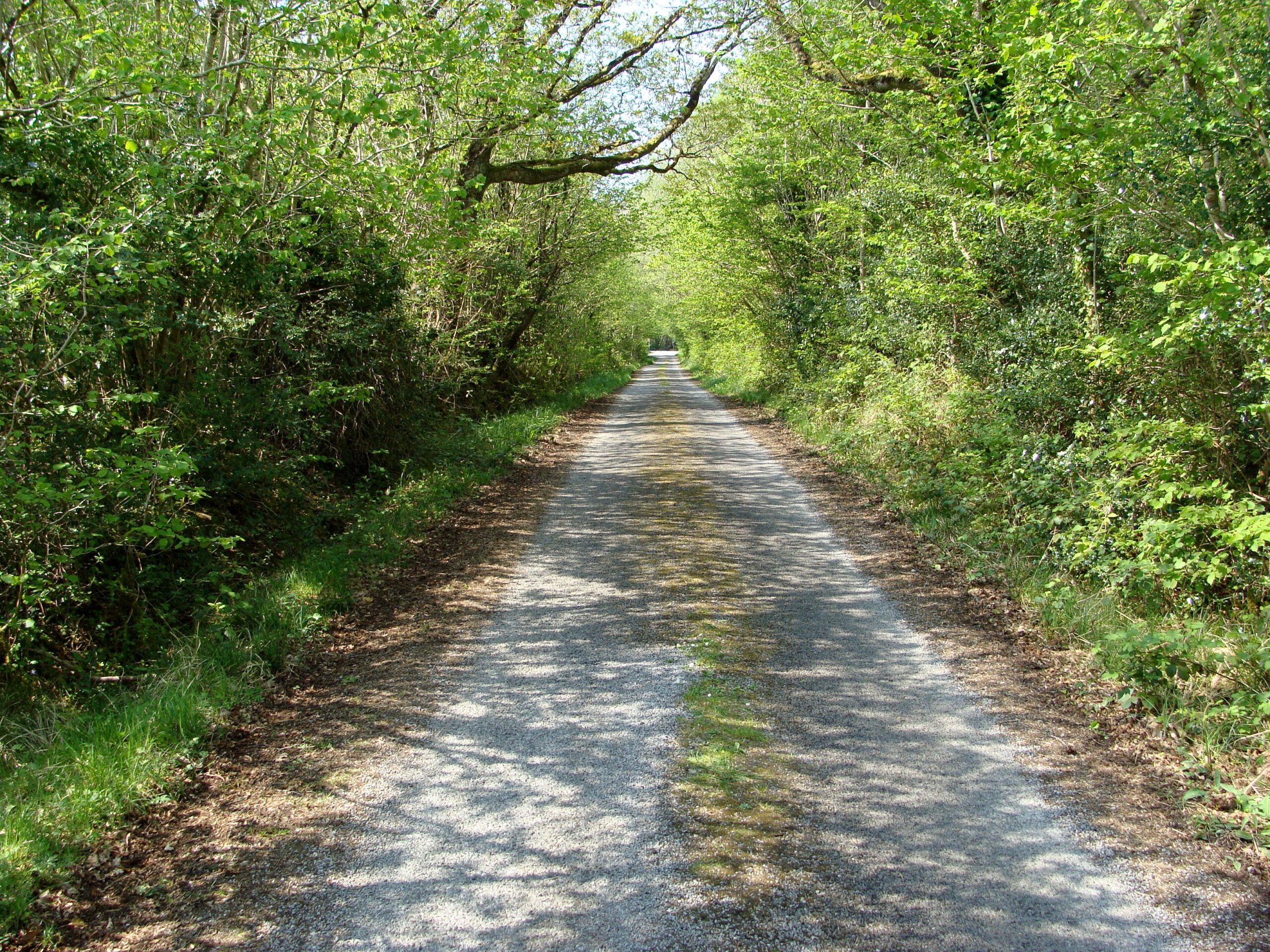 445. trail goes down tree shaded laneway